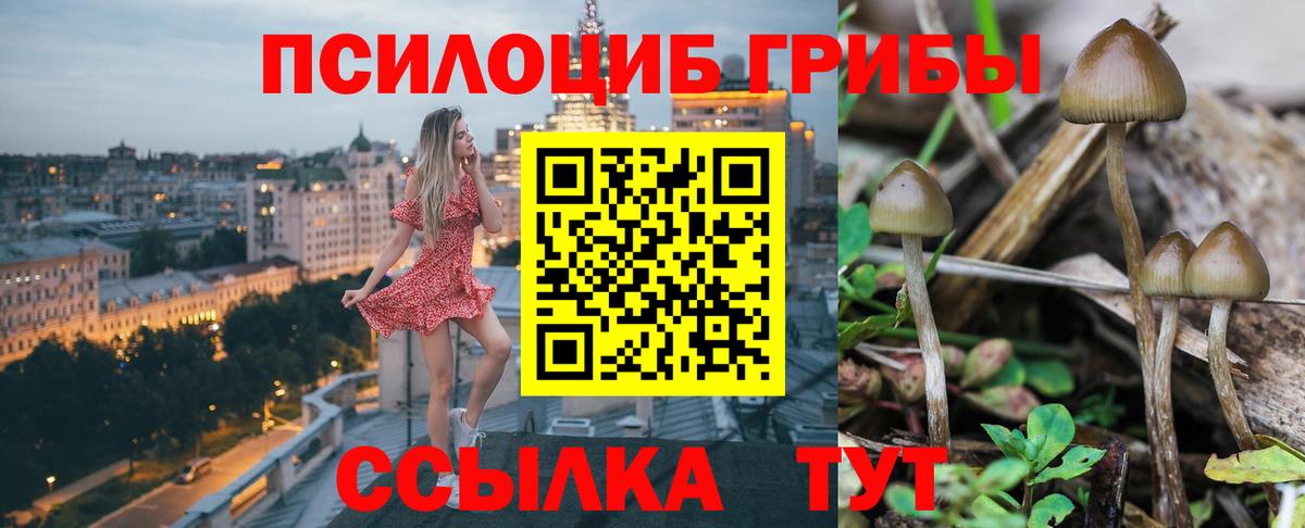 Псилоцибиновые грибы Psilocybe  Вход с VPN  Псилоцибиновые грибы Cubensis  Карталы 